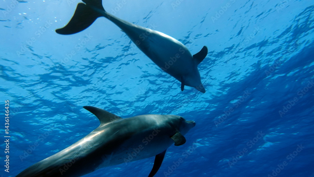 Φωτογραφία Dolphins are aquatic mammals of the cetacean infraorder, belonging either to the dolphin family