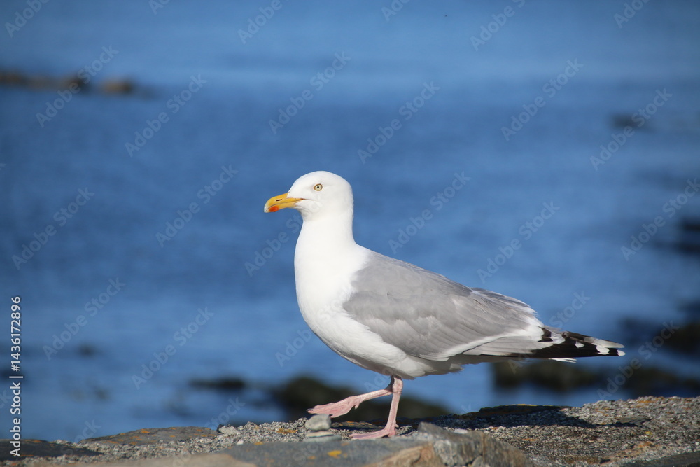 Möwe Möwe