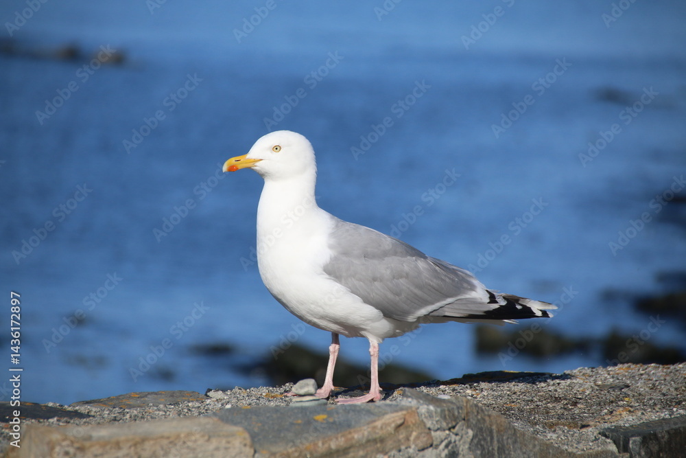 Möwe Möwe