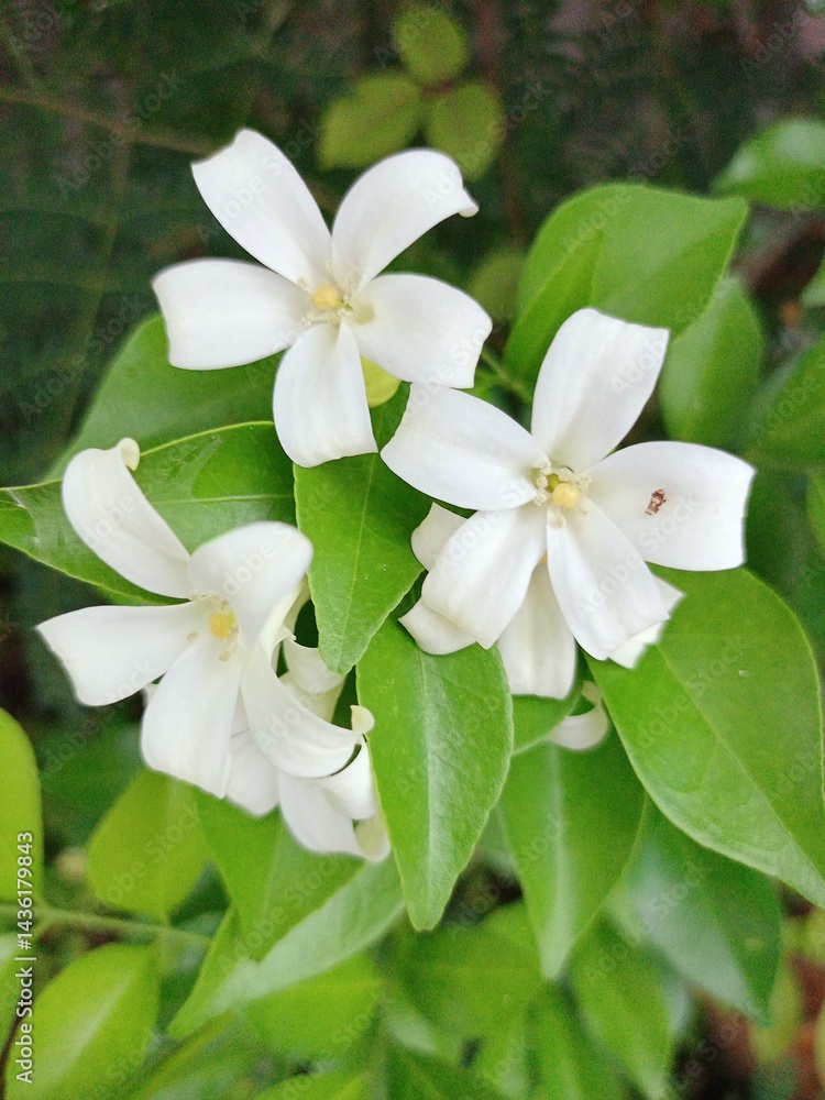 Fototapeta premium white flowers in the garden
