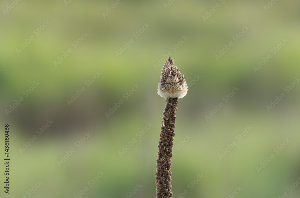 Skylark Alauda arvensis in close view in Bretagne, France