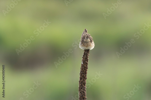 Obraz na płótnie Skylark Alauda arvensis in close view in Bretagne, France w salonie