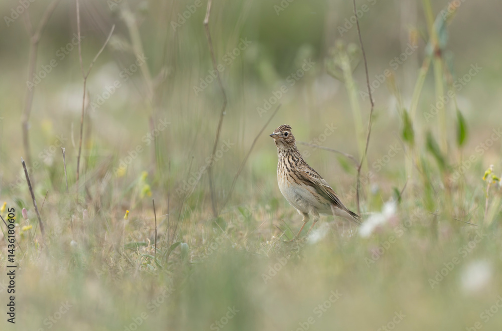 Skylark Alauda arvensis in close view in Bretagne, France