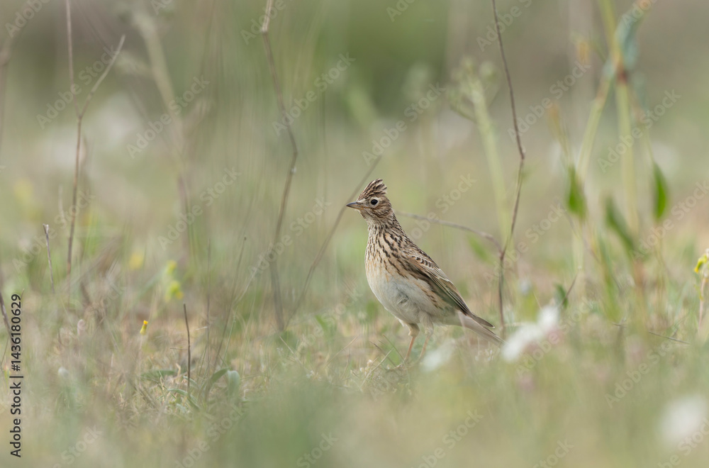 Skylark Alauda arvensis in close view in Bretagne, France