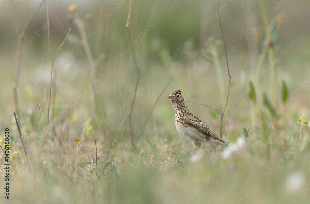 Skylark Alauda arvensis in close view in Bretagne, France