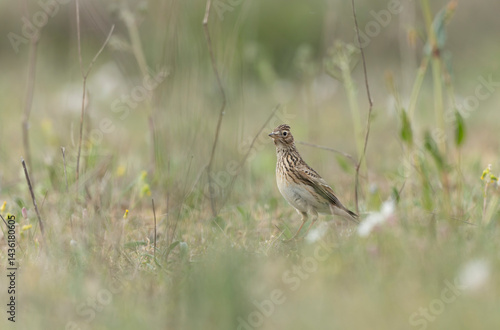 Obraz na płótnie Skylark Alauda arvensis in close view in Bretagne, France w salonie