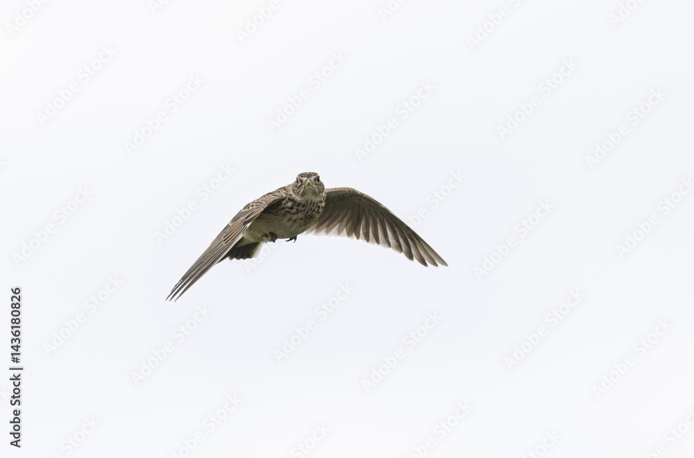 Skylark Alauda arvensis in close view in Bretagne, France