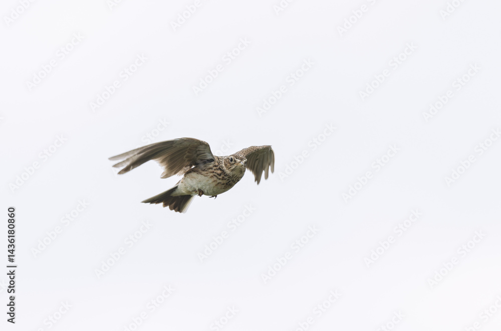Skylark Alauda arvensis in close view in Bretagne, France