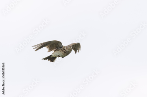 Obraz na płótnie Skylark Alauda arvensis in close view in Bretagne, France w salonie