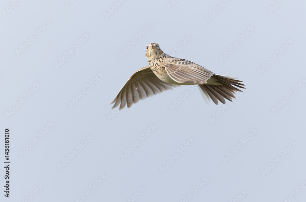 Skylark Alauda arvensis in close view in Bretagne, France