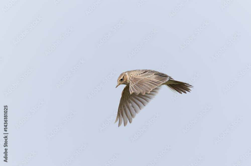 Skylark Alauda arvensis in close view in Bretagne, France