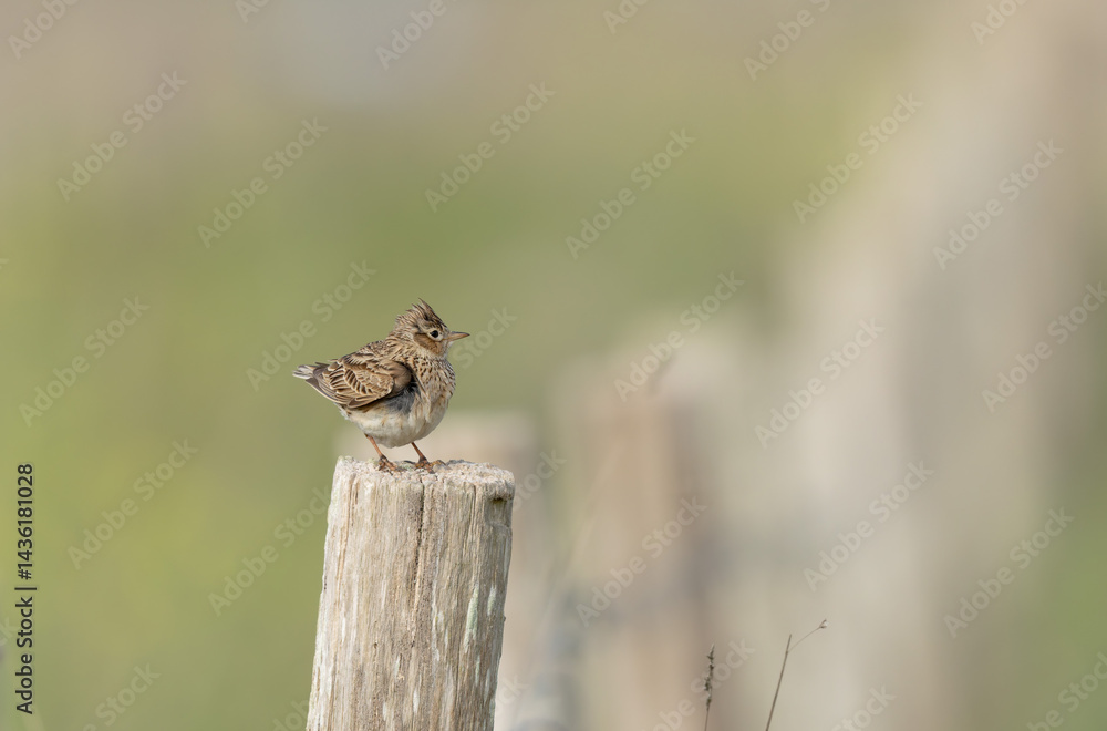 Skylark Alauda arvensis in close view in Bretagne, France