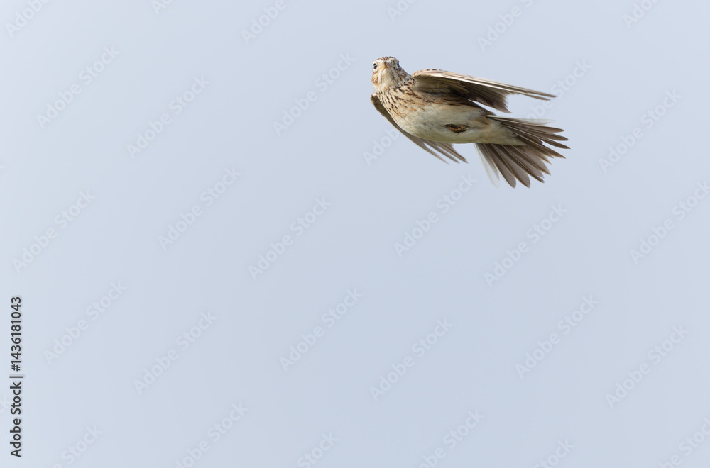 Skylark Alauda arvensis in close view in Bretagne, France