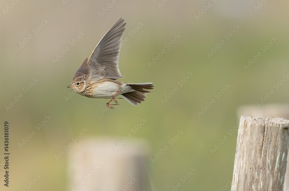 Skylark Alauda arvensis in close view in Bretagne, France