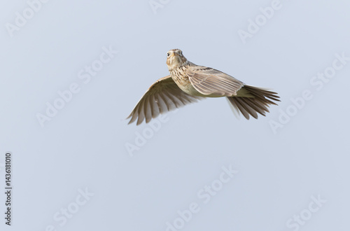 Obraz na płótnie Skylark Alauda arvensis in close view in Bretagne, France w salonie
