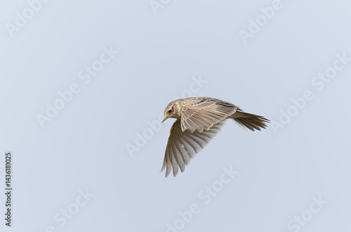 Skylark Alauda arvensis in close view in Bretagne, France