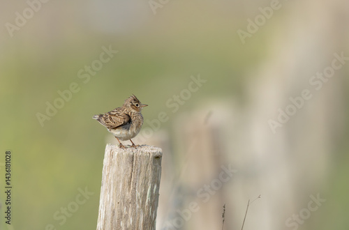 Obraz na płótnie Skylark Alauda arvensis in close view in Bretagne, France w salonie