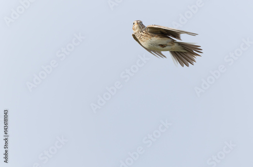 Obraz na płótnie Skylark Alauda arvensis in close view in Bretagne, France w salonie