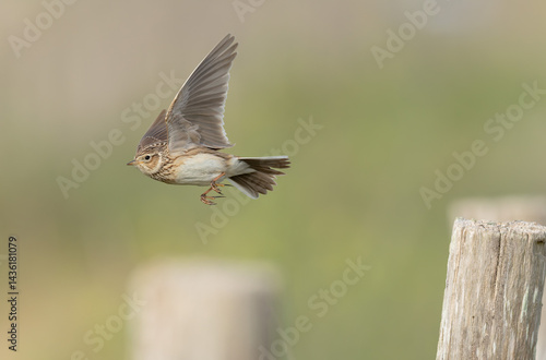 Obraz na płótnie Skylark Alauda arvensis in close view in Bretagne, France w salonie