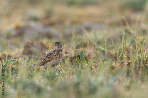Skylark Alauda arvensis in close view in Bretagne, France