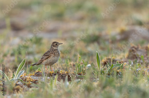 Skylark Alauda arvensis in close view in Bretagne, France