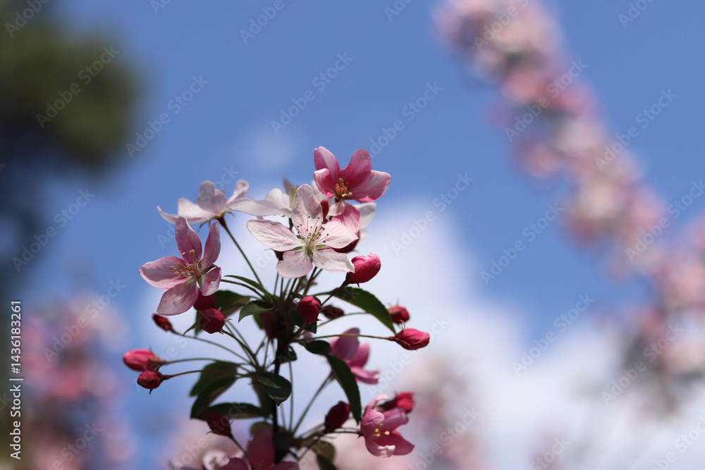 Apple tree blossoming against blue sky. Beautiful pink flowers of ornamental apple tree. Flowers close-up. Spring background. Blooming apple tree in the park. Peaceful nature background