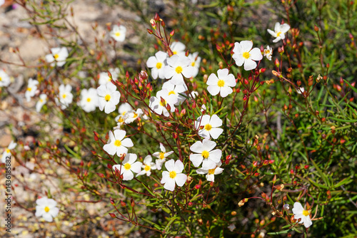 Wildflowers (Cistus libanotis)