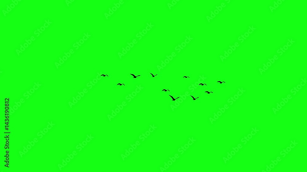 Flock of flying birds, Flying birds silhouettes, bird flying on green screen