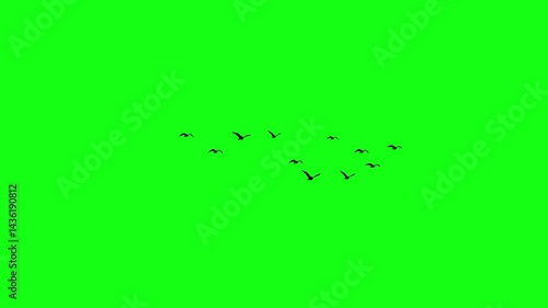 Flock of flying birds, Flying birds silhouettes, bird flying on green screen