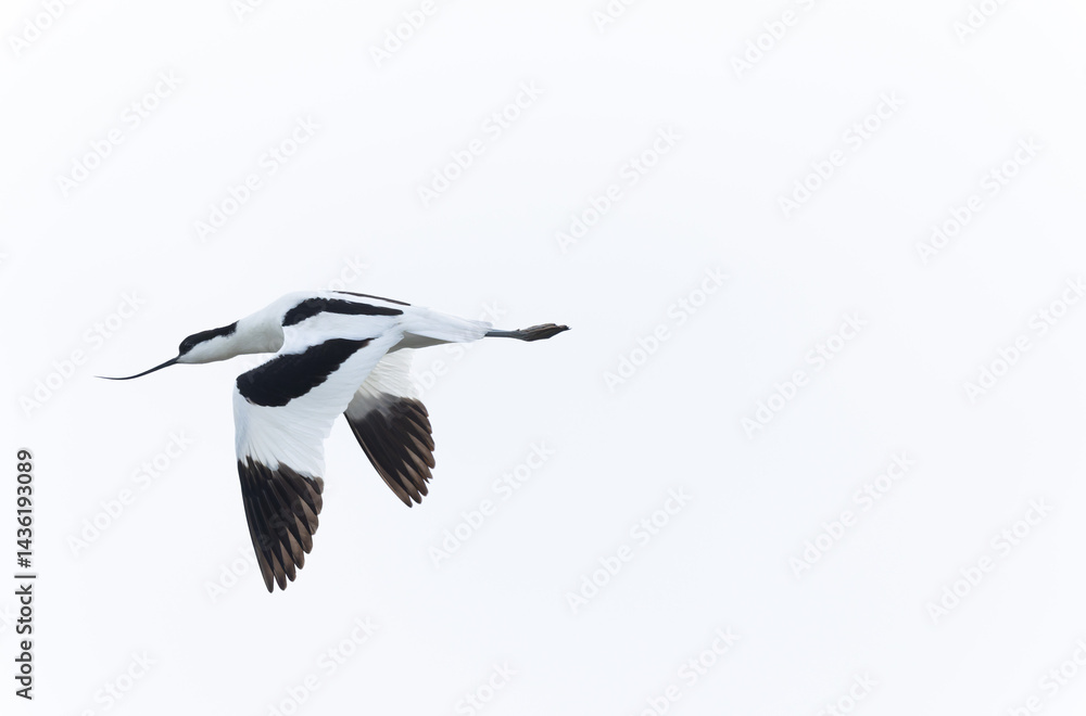 Pied avocet Recurvirostra avosetta in a marsh in Brittany