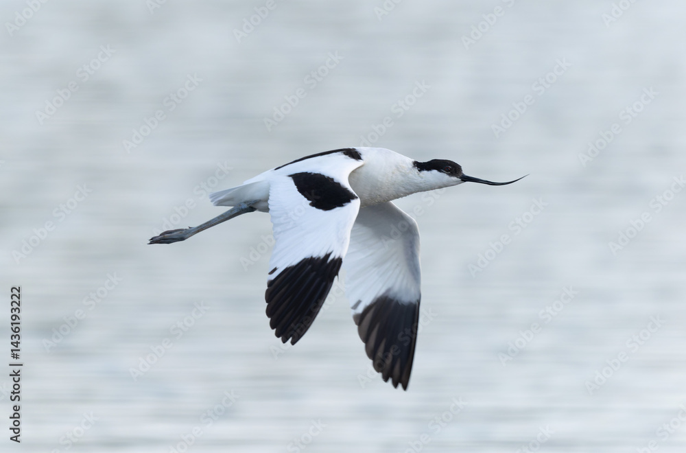 Pied avocet Recurvirostra avosetta in a marsh in Brittany