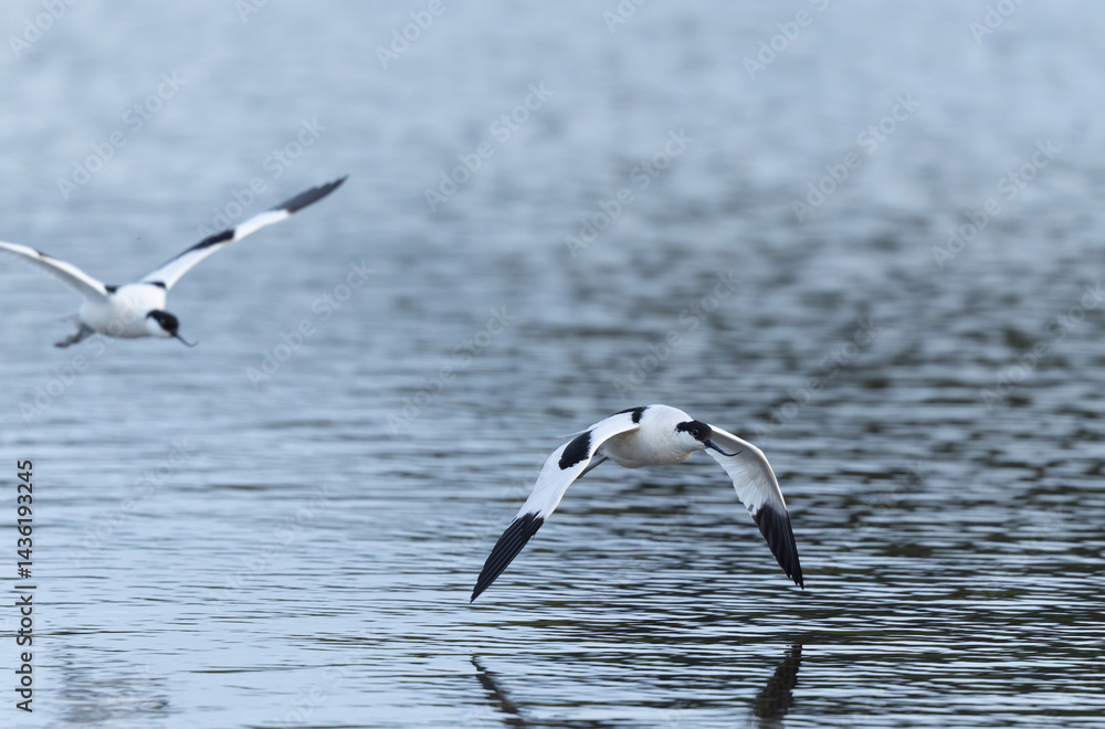 Pied avocet Recurvirostra avosetta in a marsh in Brittany