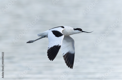 Obraz na płótnie Pied avocet Recurvirostra avosetta in a marsh in Brittany w salonie