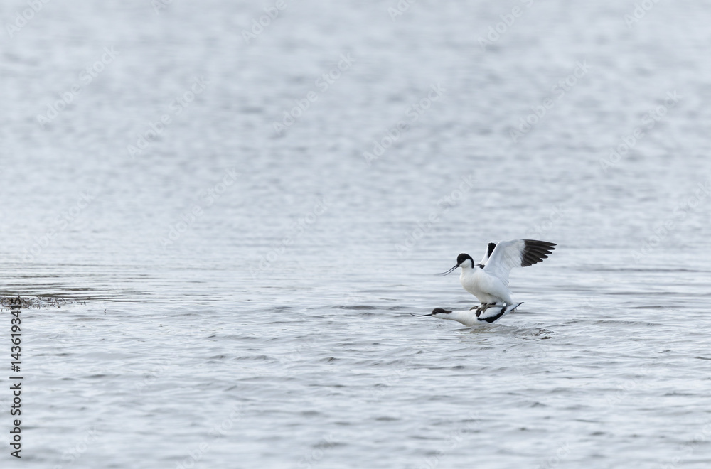 Pied avocet Recurvirostra avosetta in a marsh in Brittany