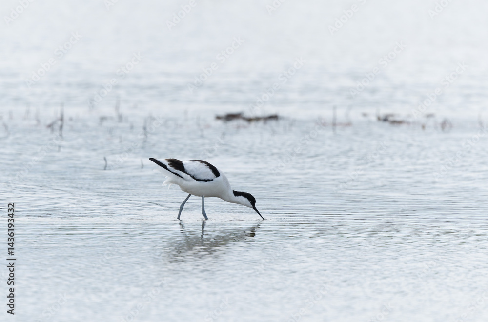 Pied avocet Recurvirostra avosetta in a marsh in Brittany