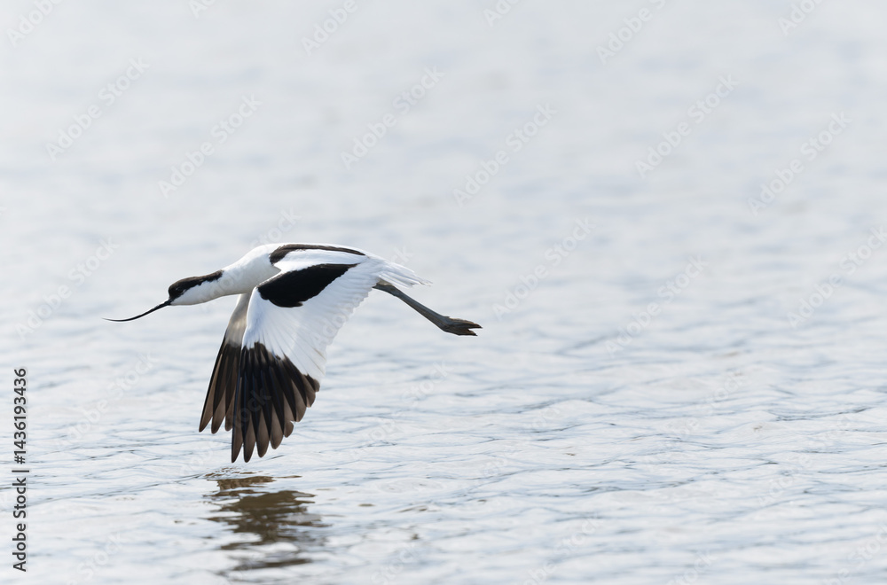Pied avocet Recurvirostra avosetta in a marsh in Brittany