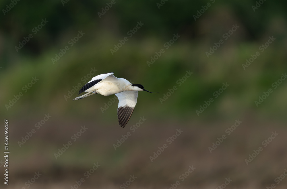Pied avocet Recurvirostra avosetta in a marsh in Brittany