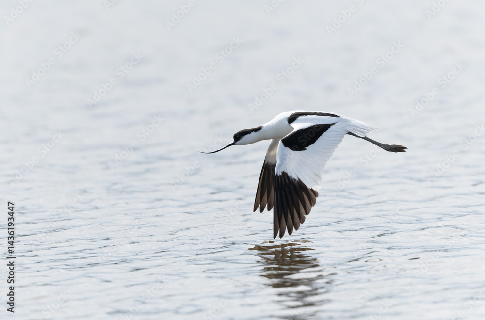 Pied avocet Recurvirostra avosetta in a marsh in Brittany
