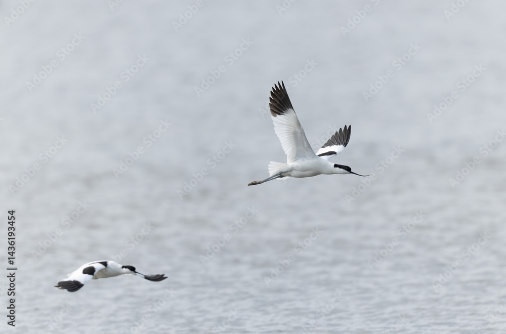Pied avocet Recurvirostra avosetta in a marsh in Brittany