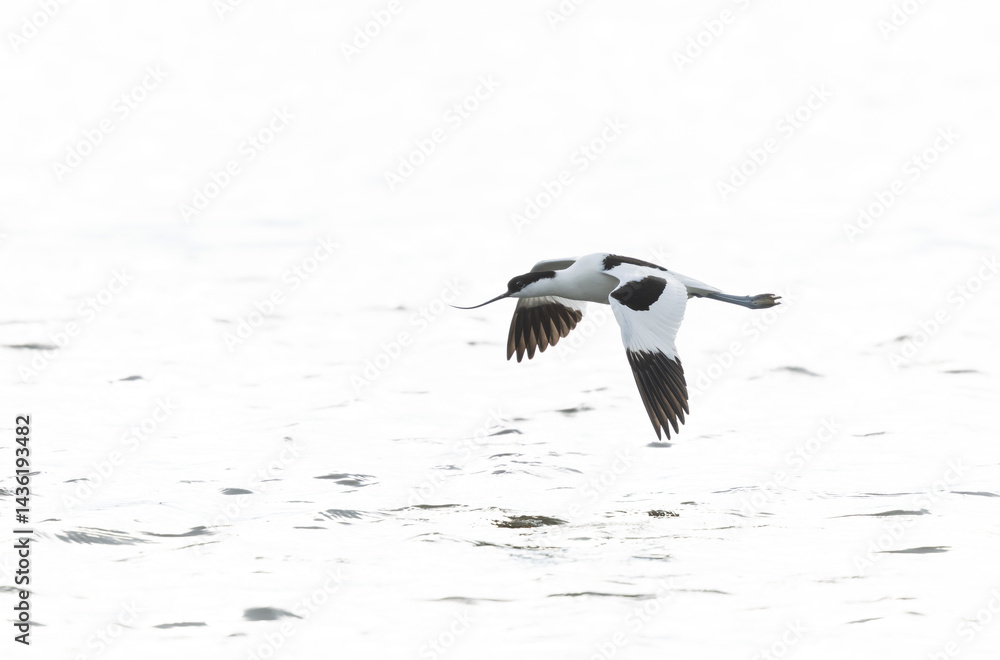 Pied avocet Recurvirostra avosetta in a marsh in Brittany