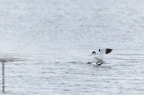 Obraz na płótnie Pied avocet Recurvirostra avosetta in a marsh in Brittany w salonie