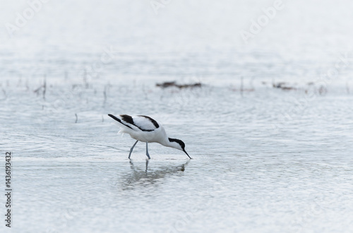 Obraz na płótnie Pied avocet Recurvirostra avosetta in a marsh in Brittany w salonie