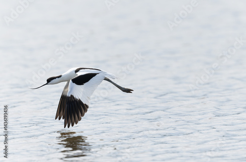 Pied avocet Recurvirostra avosetta in a marsh in Brittany