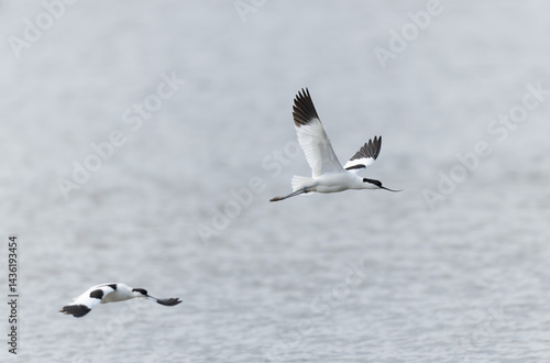 Obraz na płótnie Pied avocet Recurvirostra avosetta in a marsh in Brittany w salonie