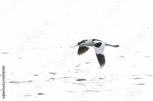 Obraz na płótnie Pied avocet Recurvirostra avosetta in a marsh in Brittany w salonie