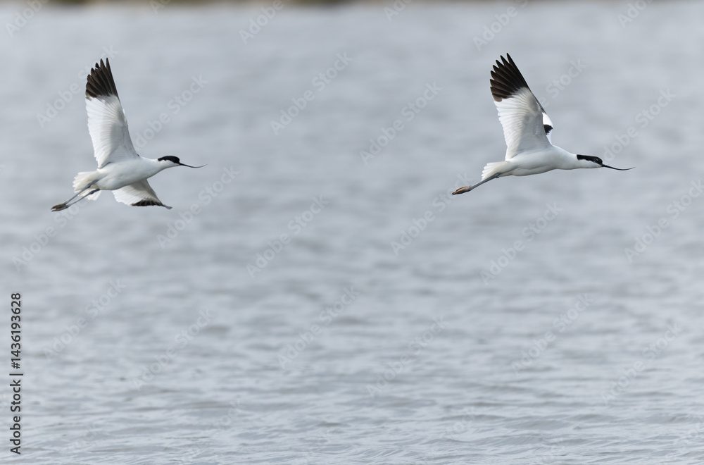 Pied avocet Recurvirostra avosetta in a marsh in Brittany