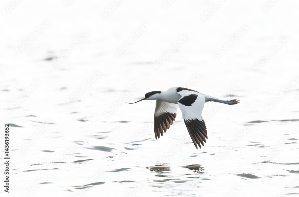 Pied avocet Recurvirostra avosetta in a marsh in Brittany