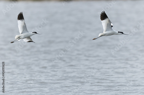 Pied avocet Recurvirostra avosetta in a marsh in Brittany
