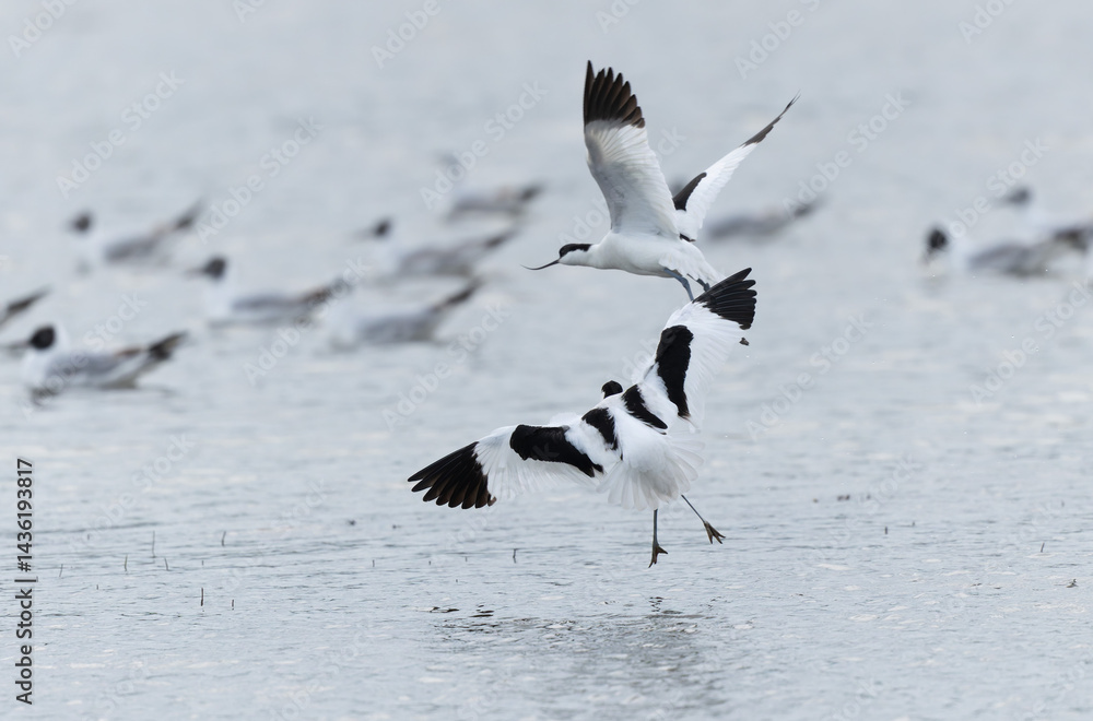 Pied avocet Recurvirostra avosetta in a marsh in Brittany
