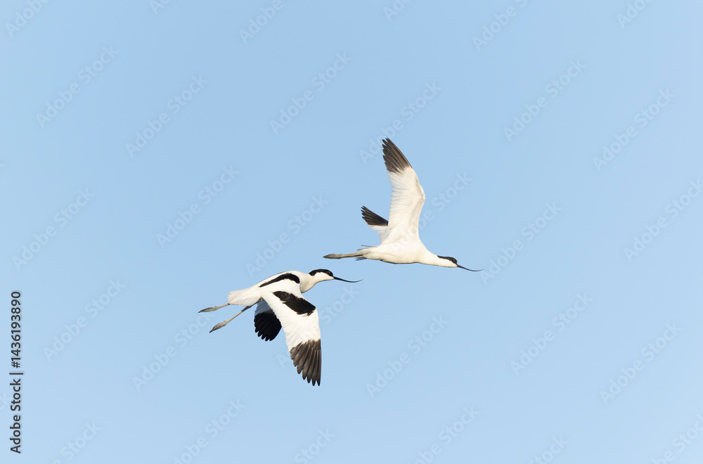 Pied avocet Recurvirostra avosetta in a marsh in Brittany